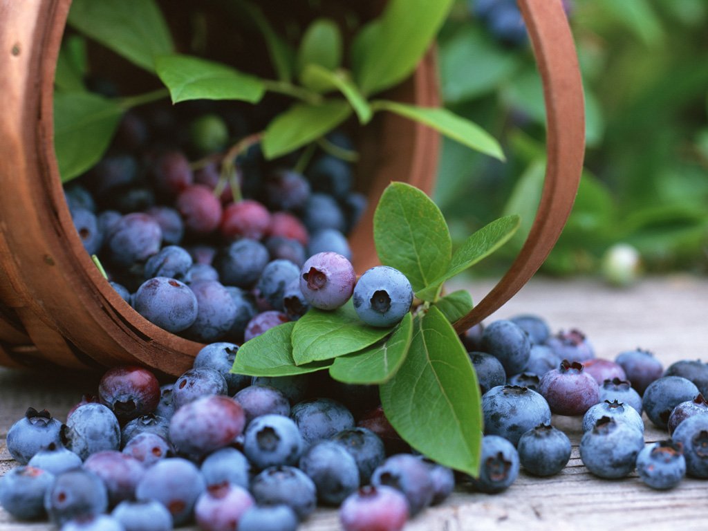 บิลเบอร์รี่ (Bilberry) กับการถนอมดวงตา 