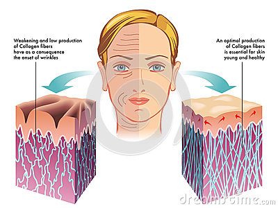 มิติใหม่ของการนำ Collagen มาใช้ประโยชน์